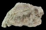 Xiphactinus (Cretaceous Fish) Vertebra - Kansas #102675-1